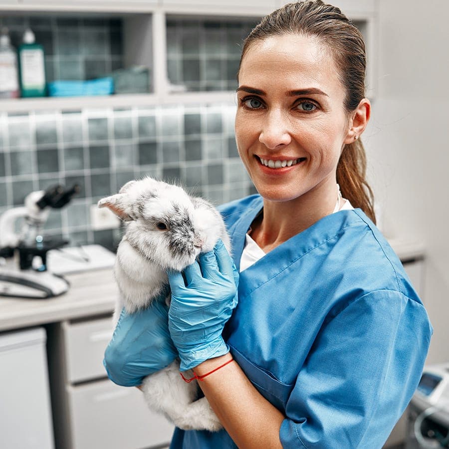 Vétérinaires en action 2